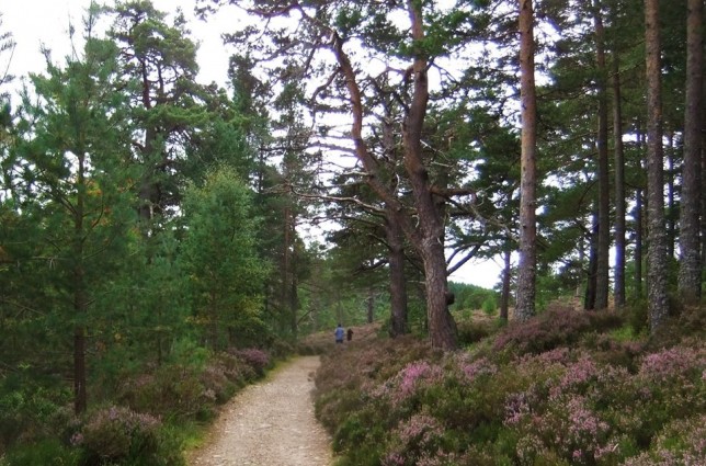 The trails. Photo - Fiona Rennie
