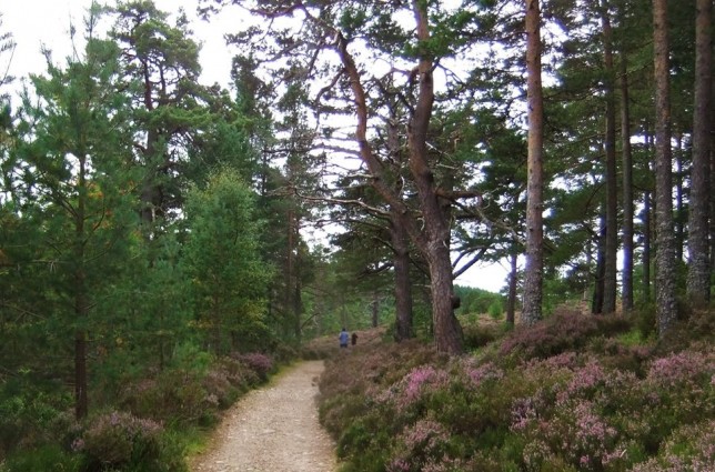 The trails. Photo - Fiona Rennie