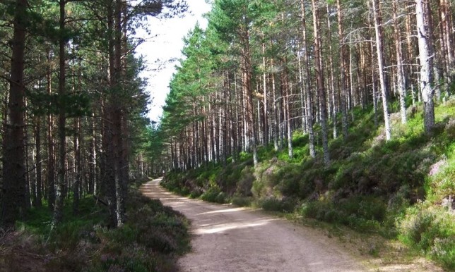 The beautiful trails of Glenmore forest. Photo - Fiona Rennie